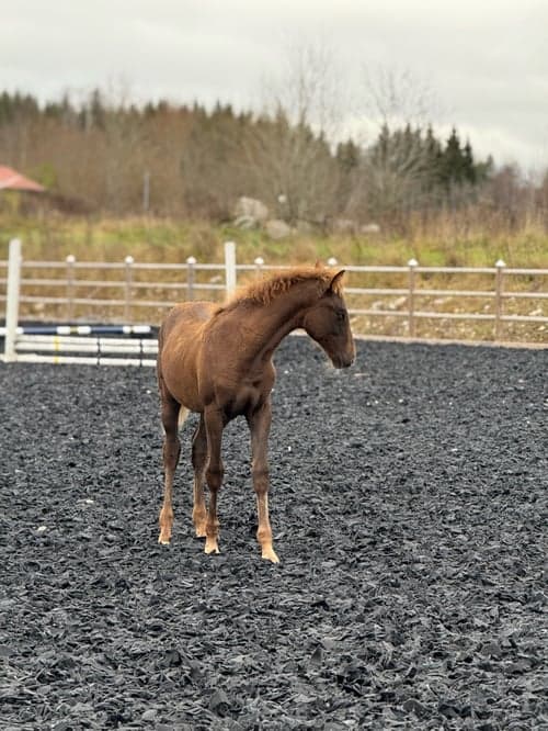 Bild av Fin åring efter Zafferano
