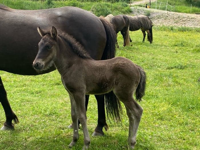 Media 1 of Dís från Säll