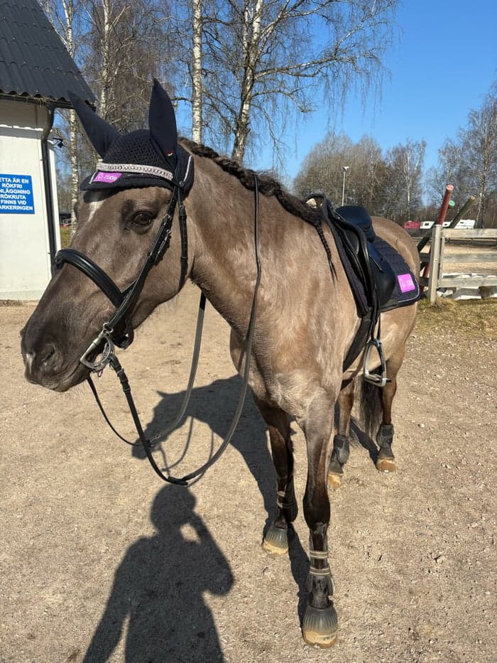 Media 16 av Mustang söker medryttare