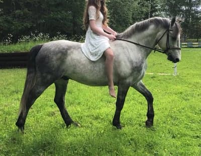 Inlägg 22 av Allround med titeln Älskar ponnys❤️