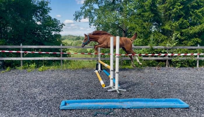 Media 5 av Joinville