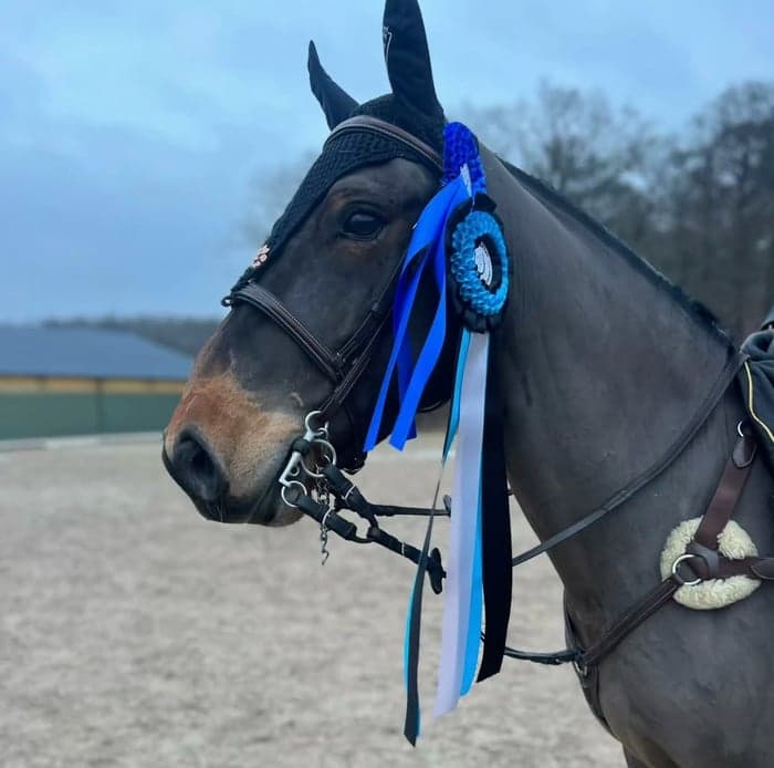 Media 1 av Connemara valack f.17