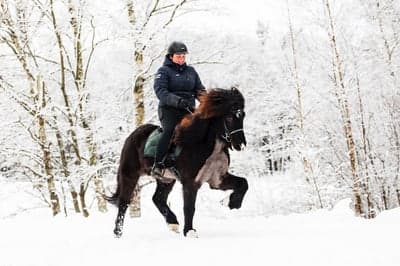 Inlägg 11 av Island