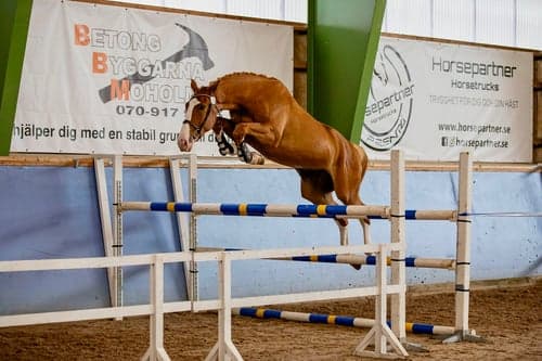 Image of Stor, fin 4-årig valack med bra hoppstam