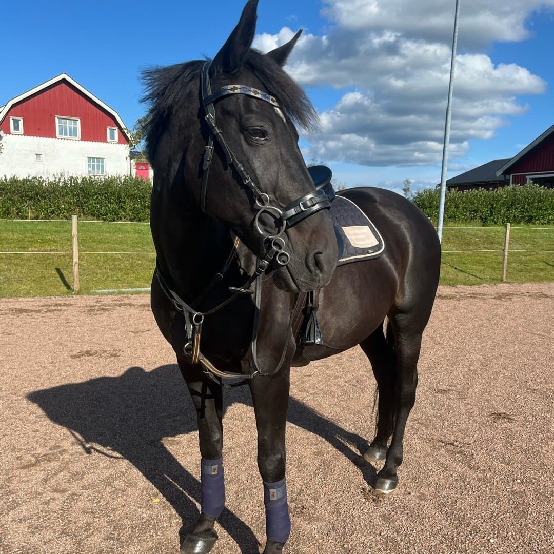 Bild 1 av Valter palema