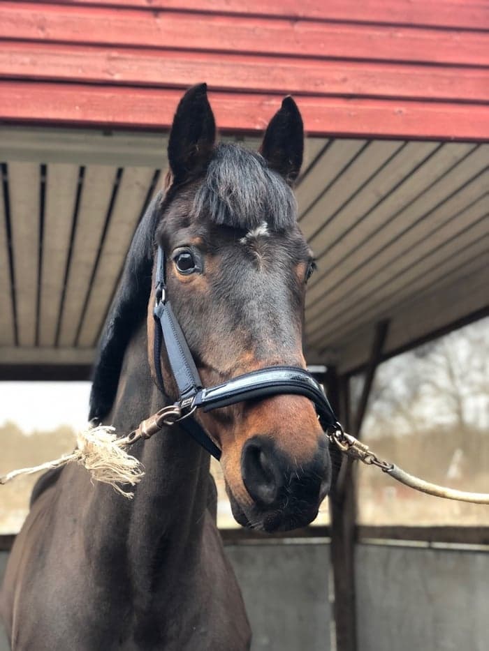 Media 1 of Sir Winston