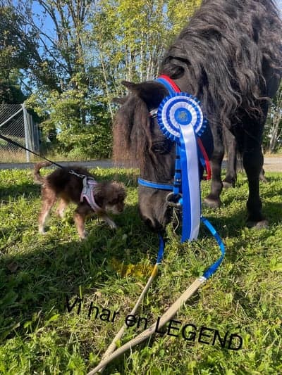 Inlägg 8 av Allround