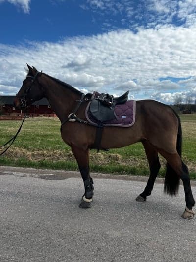 Bosse Dynamit