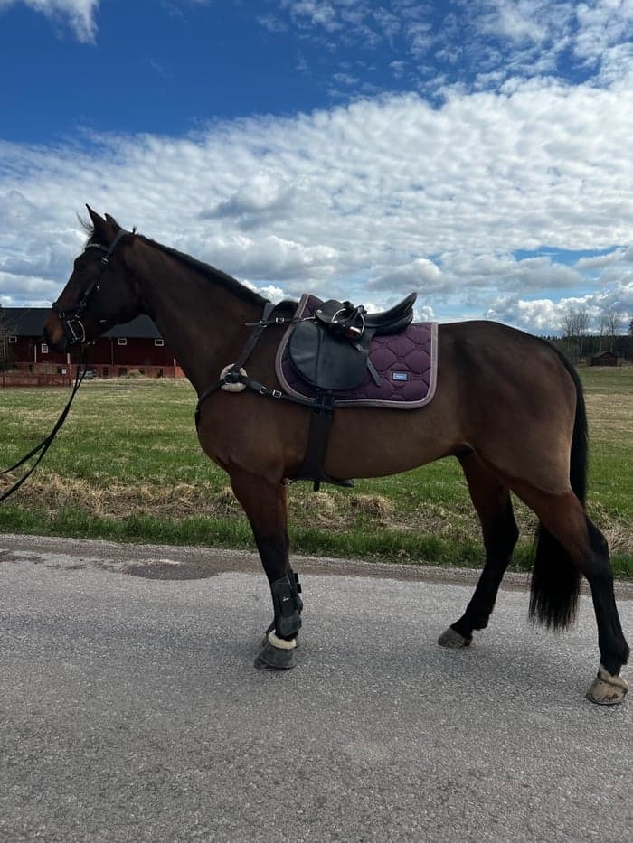 Media 1 av Bosse Dynamit