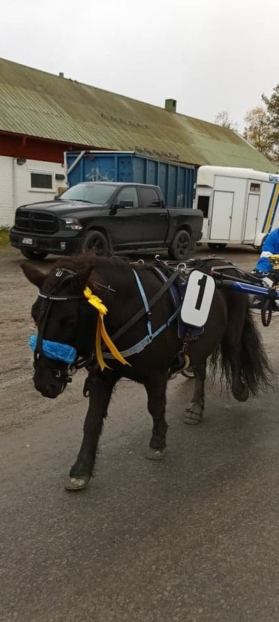 Inlägg 68 av Trav med titeln Gandurs första lopp💕