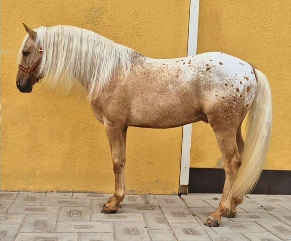 Bild 1 av Dance with wolf