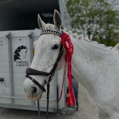 Our King Harvey
