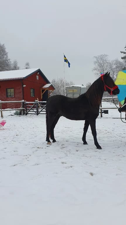 Fina Morganhästar på floccs ❤️
