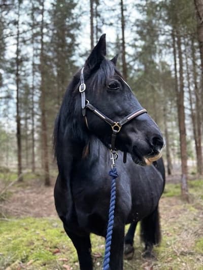 Inlägg 16 av Distansritt med titeln Klättring i skogen 😊