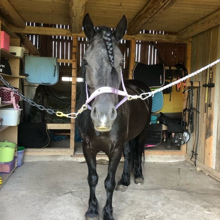 Media 1 av Åsålitta