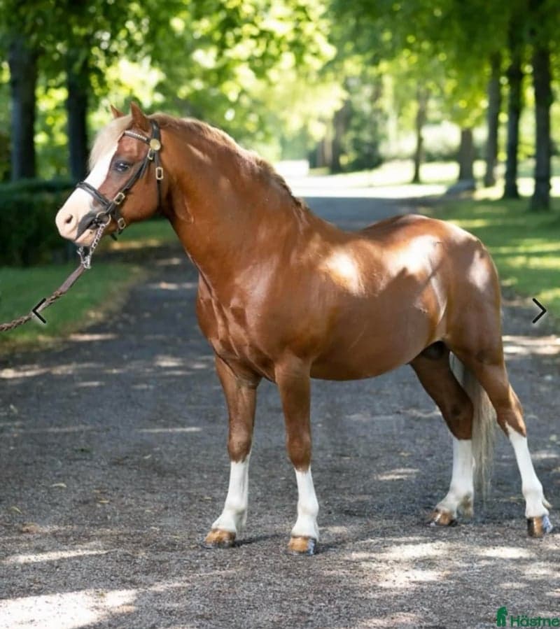 Image 3 of Underbar Welsh mountainhingst i avel 
