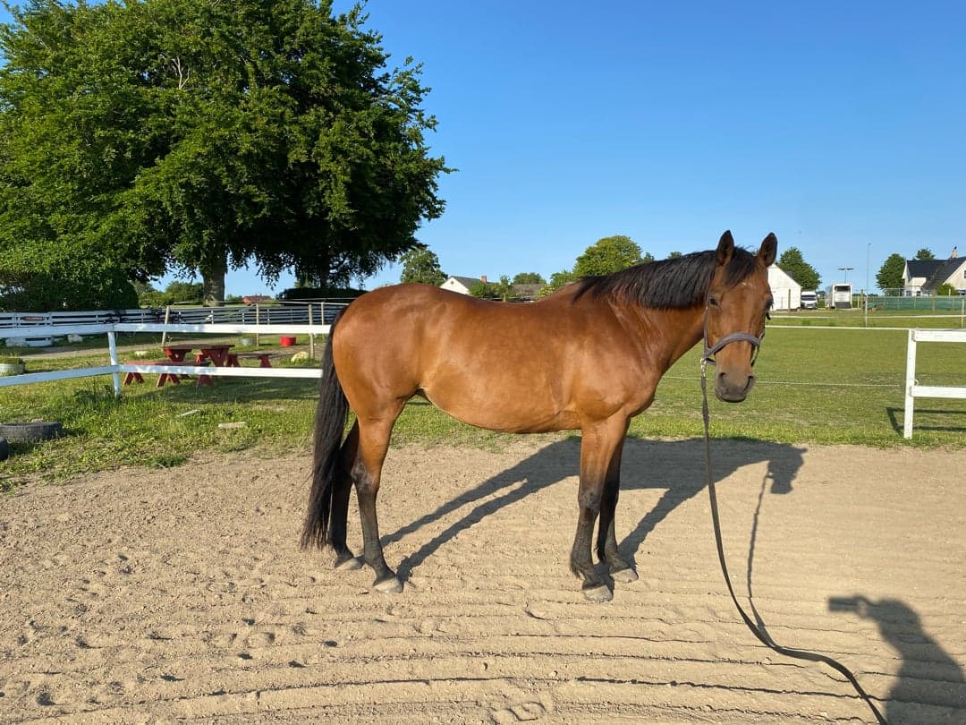 Bild 1 av Magic Lady