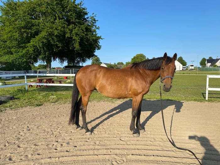 Media 1 av Magic Lady