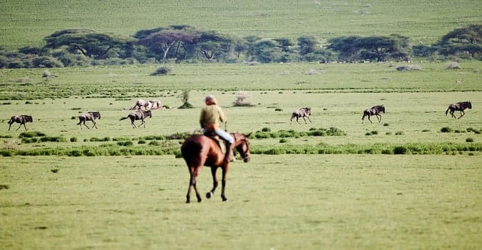 Media 4 av  Ridsafari genom gnuvandringen i Serengeti – 8 nätter i Tanzania