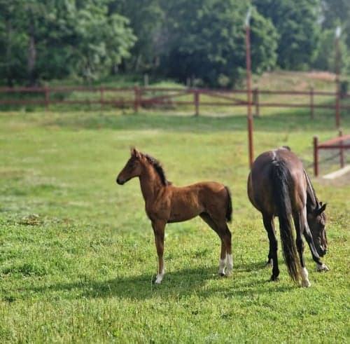 Image of Prepartbreed 