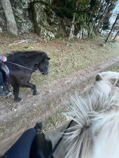 Inlägg 5 av Island med titeln Jag och min bästa vän Signe red ut idag❤️❤️