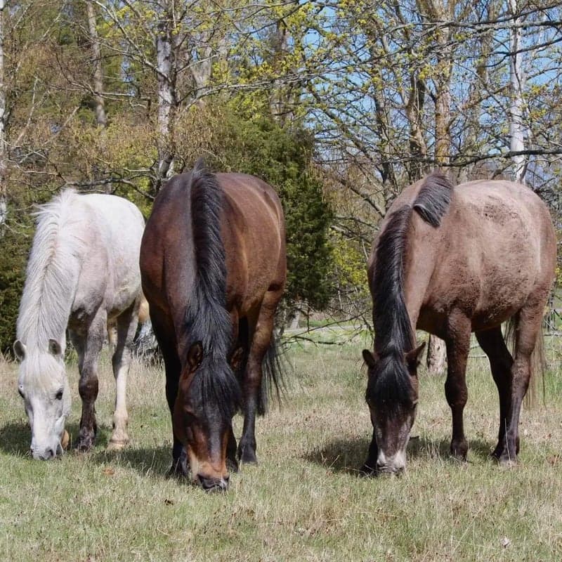 Bild 4 av Hyr en häst/ponny under höst- & vinterperiod eller helår