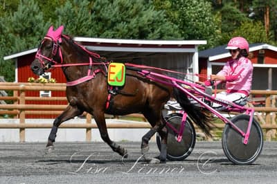 Inlägg 11 av Gotlandsruss med titeln Uppfödning 
