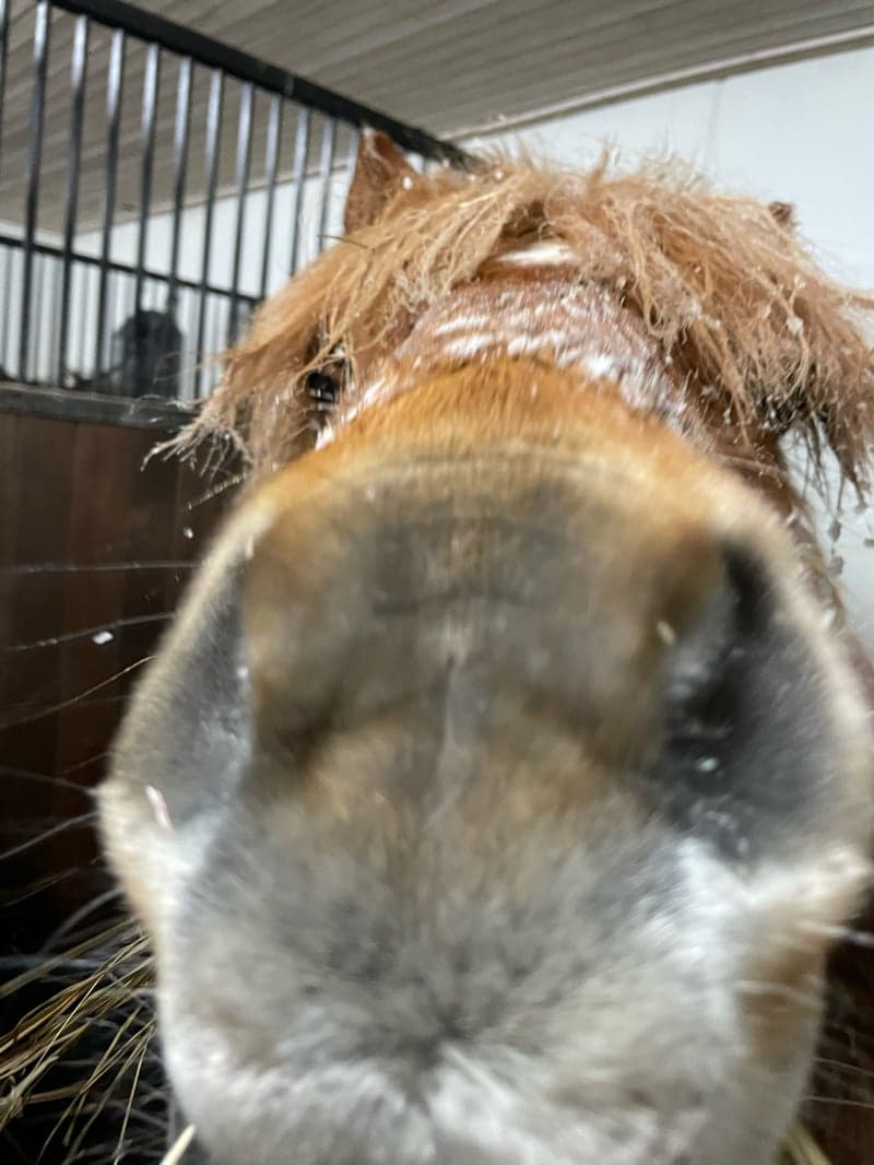 Bild 4 av Kanebys Rebus