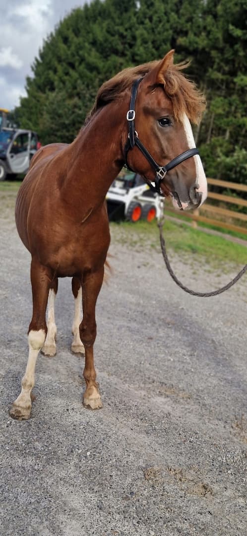 Bild 1 av Gyllens Alpha