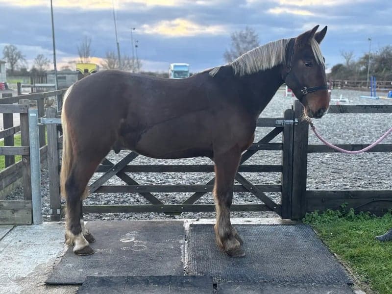 Bild 2 av Rolig allroundare/jägare.