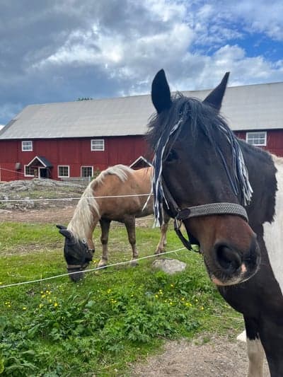 Inlägg 16 av Haflinger med titeln Kompisar❤️