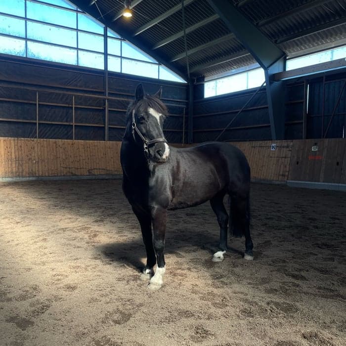 Media 1 av Oatfield Little Millie