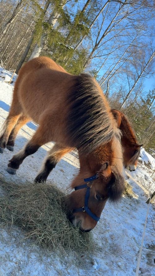 Bild av Unghäst med 5 trevliga gångarter