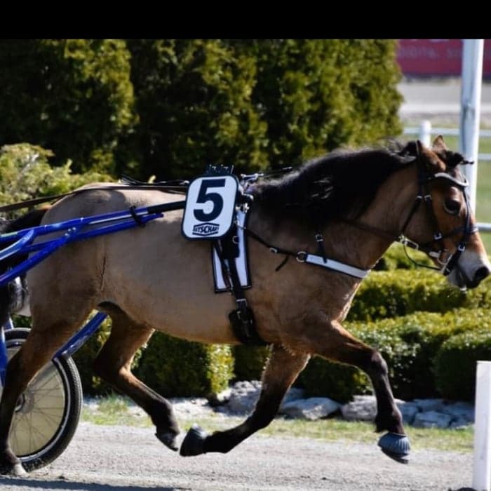 Media 1 av Ljungens glittra