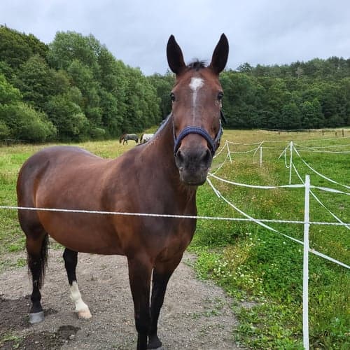 Bild av Stoigt sto söker människa!