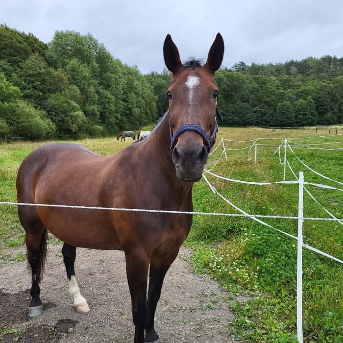 Media 3 av Maxine fleur