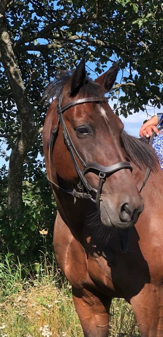 Media 1 av Wirano Chip