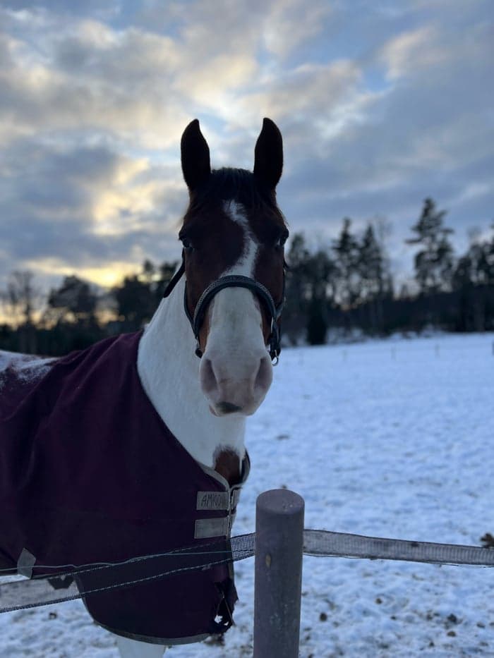 Media 1 av Wild Bill Hickhock