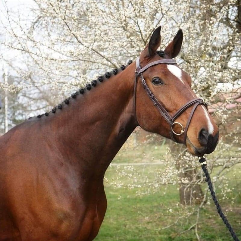 Bild 2 av Hjälp med försäljning/förmedling av din häst