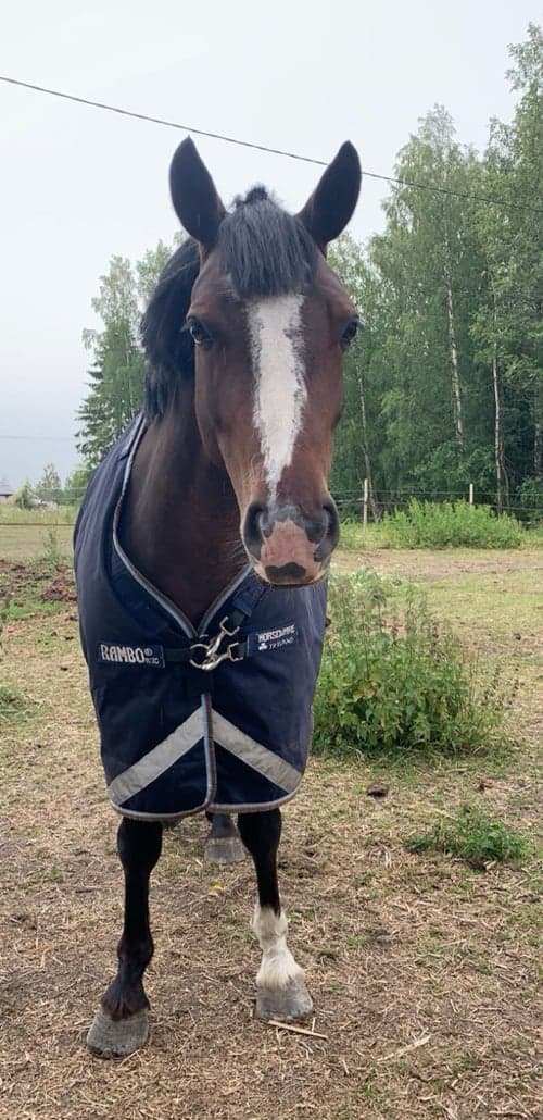 Bild av Super hoppstammat connemarasto