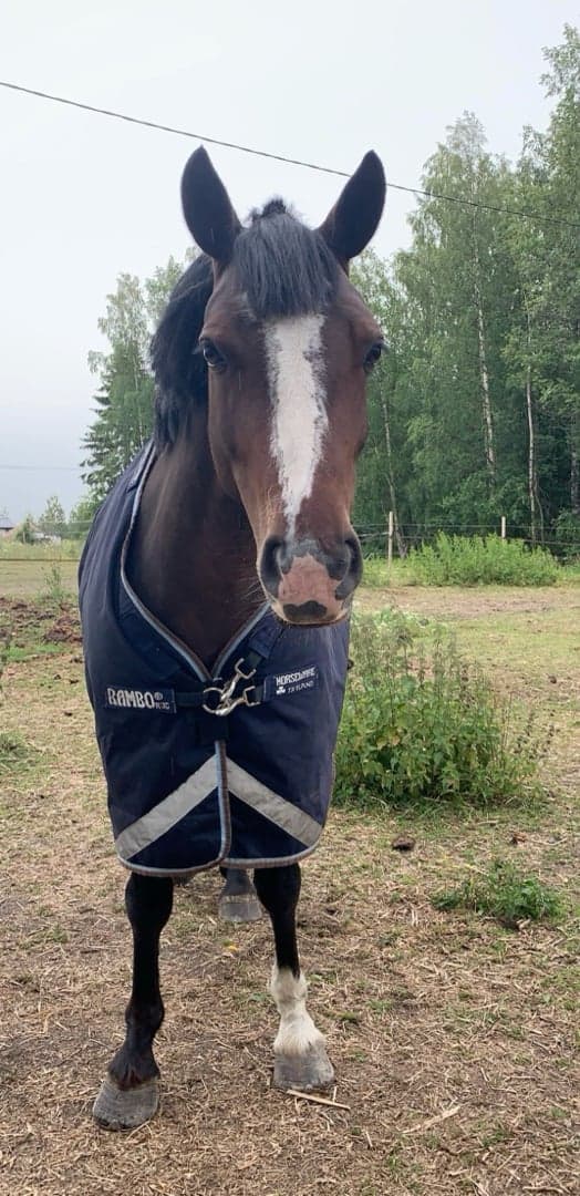 Media 3 av Super hoppstammat connemarasto