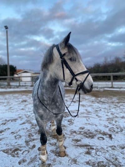 Inlägg 22 av Korsningshäst med titeln 🥶❄️☃️