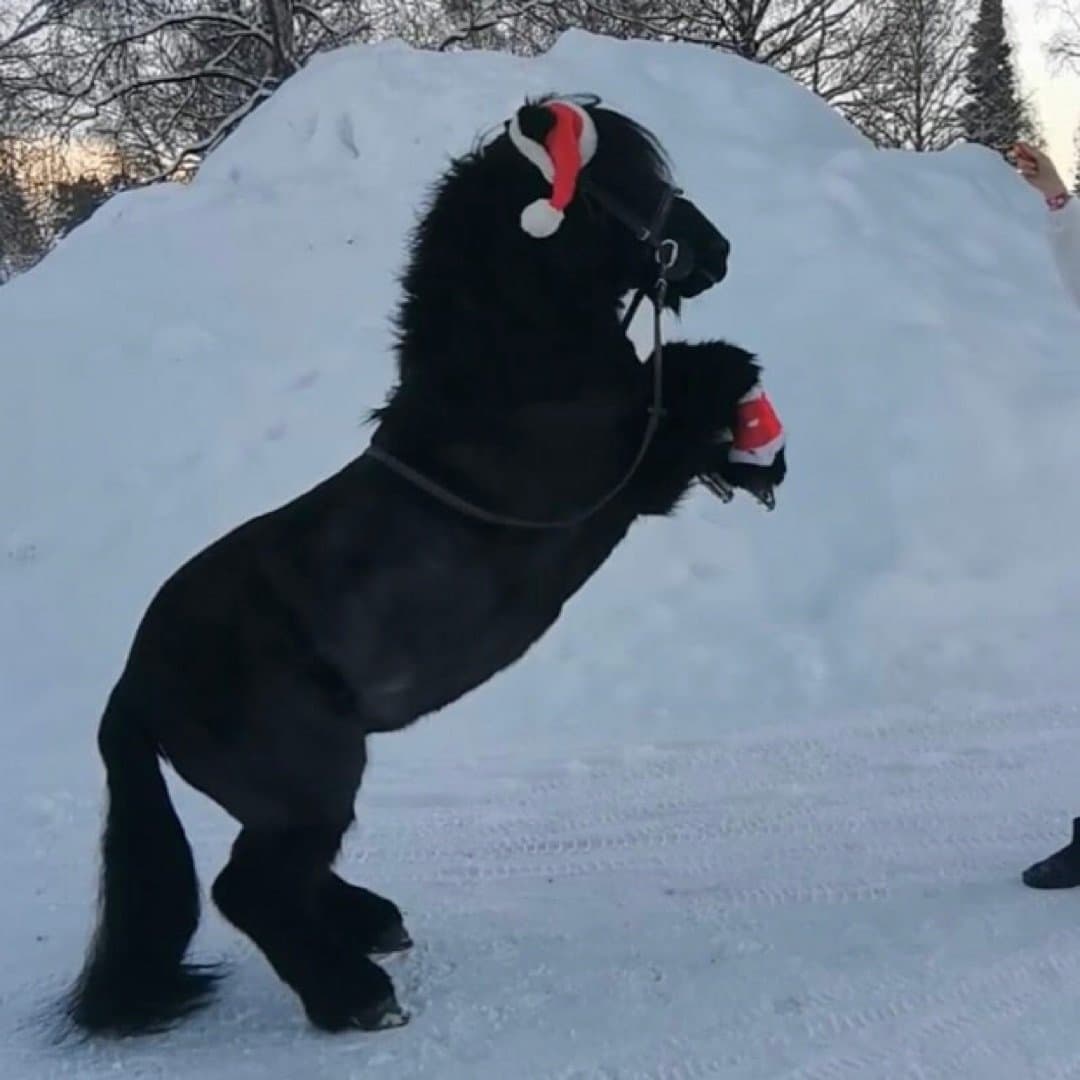 Bild 1 av Kryddgårdens Mangold