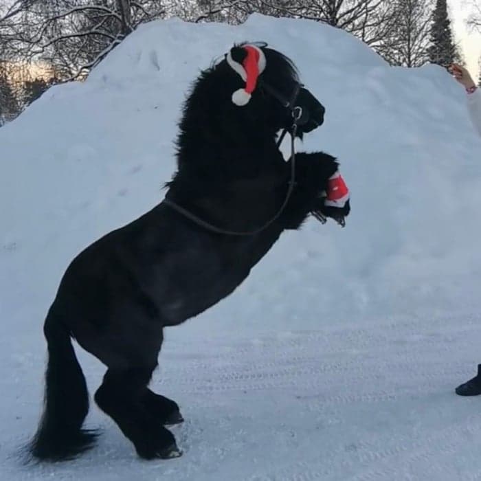 Media 1 av Kryddgårdens Mangold