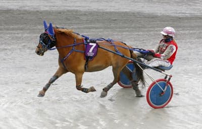 Inlägg 20 av Gotlandsruss med titeln Ponnytrav 