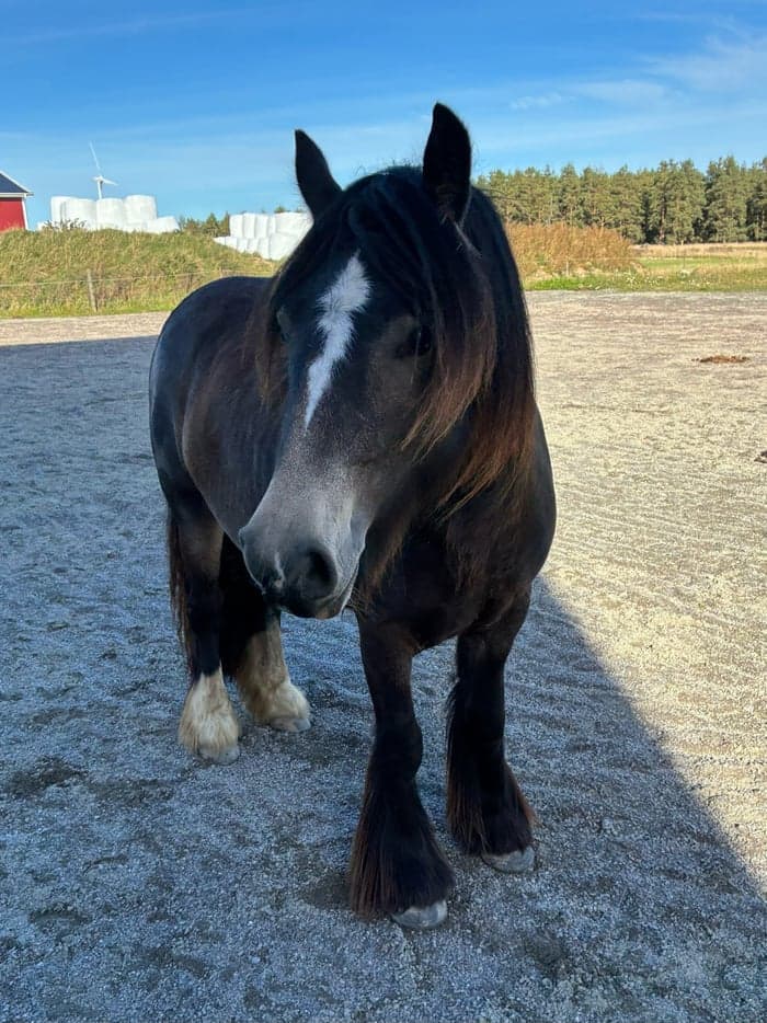 Media 2 av Tryggt och fint cob sto