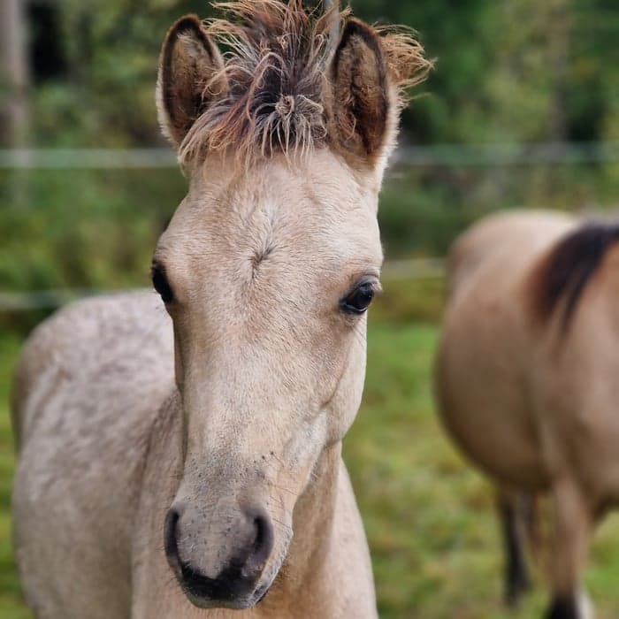 Media 1 av Sockersöt och charmig åring