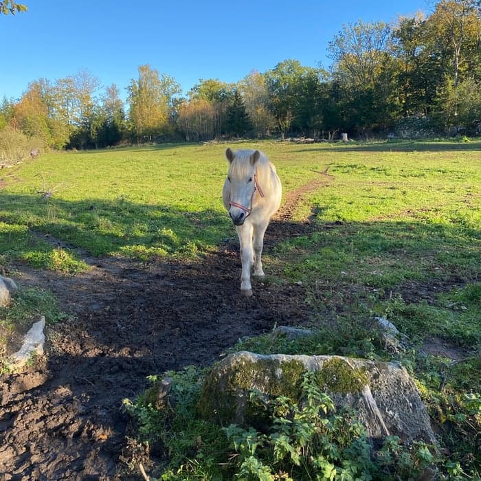 Media 1 av Arso'l från skattegården