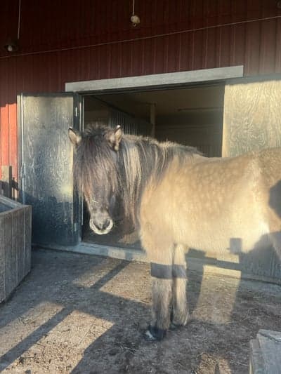 Inlägg 14 av Islandshäst