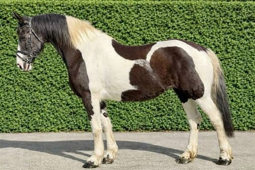 Bild av Supersnällt Barockpinto-sto